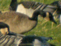 Todd's Canada Goose